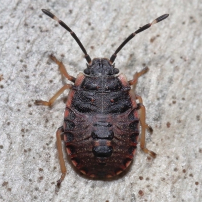 Diemenia rubromarginata (Pink-margined bug) at Acton, ACT - 21 Aug 2022 by TimL