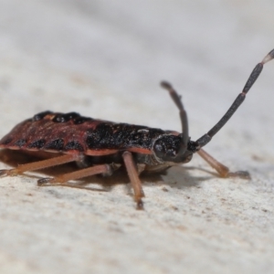 Diemenia rubromarginata at Acton, ACT - 21 Aug 2022 11:12 AM