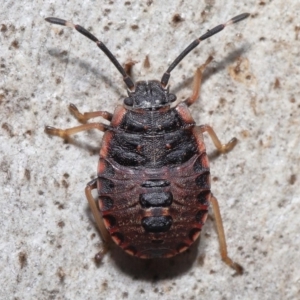 Diemenia rubromarginata at Acton, ACT - 21 Aug 2022 11:12 AM