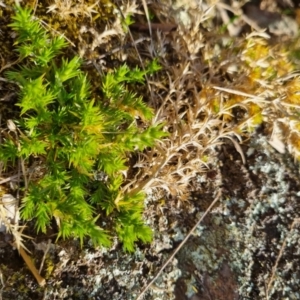 Stellaria pungens at Bungendore, NSW - 4 Sep 2022