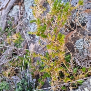 Stellaria pungens at Bungendore, NSW - 4 Sep 2022 04:18 PM