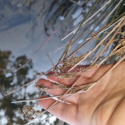 Juncus sp. (A Rush) at Bungendore, NSW - 4 Sep 2022 by clarehoneydove