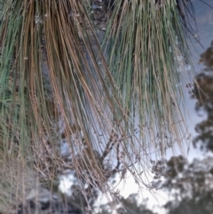 Juncus sp. at Bungendore, NSW - 4 Sep 2022