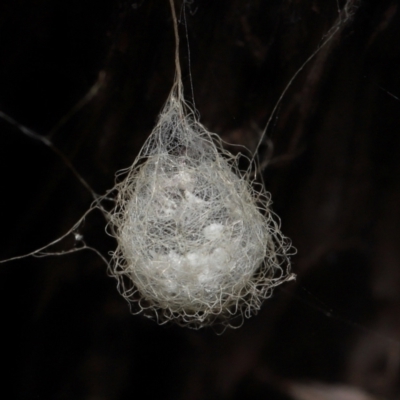 Australomimetus sp. (genus) (Unidentified Pirate spider) at ANBG - 19 Aug 2022 by TimL