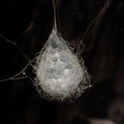 Australomimetus sp. (genus) (Unidentified Pirate spider) at Acton, ACT - 19 Aug 2022 by TimL