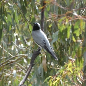 Coracina novaehollandiae at Paddys River, ACT - 7 Sep 2022