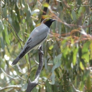 Coracina novaehollandiae at Paddys River, ACT - 7 Sep 2022