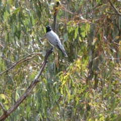 Coracina novaehollandiae at Paddys River, ACT - 7 Sep 2022