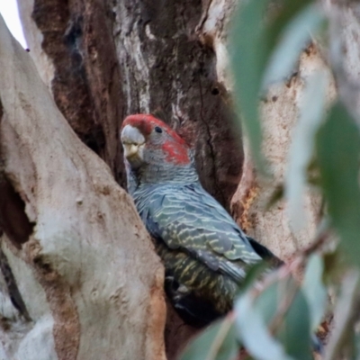 Callocephalon fimbriatum (Gang-gang Cockatoo) at Hughes, ACT - 5 Sep 2022 by LisaH