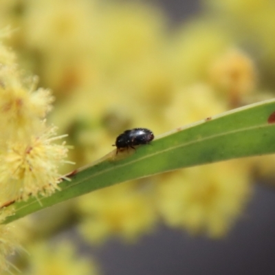 Eurhopalus sp. (genus) (Dermestid beetle) at Hughes, ACT - 7 Sep 2022 by LisaH