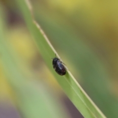 Eurhopalus sp. (genus) at Hughes, ACT - 7 Sep 2022