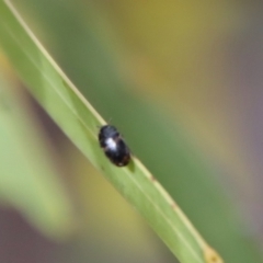 Eurhopalus sp. (genus) at Hughes, ACT - 7 Sep 2022 03:32 PM