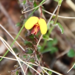 Bossiaea buxifolia (Matted Bossiaea) at Hughes, ACT - 7 Sep 2022 by LisaH