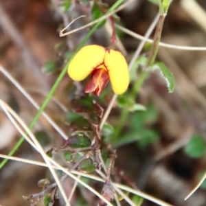 Bossiaea buxifolia at Hughes, ACT - 7 Sep 2022 03:43 PM