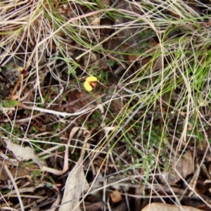 Bossiaea buxifolia at Hughes, ACT - 7 Sep 2022 03:43 PM