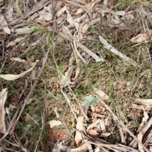 Bossiaea buxifolia at Hughes, ACT - 7 Sep 2022