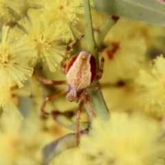 Salsa sp. (genus) (Orb-weaver) at Deakin, ACT - 7 Sep 2022 by LisaH