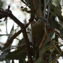 Melithreptus brevirostris at Paddys River, ACT - 7 Sep 2022