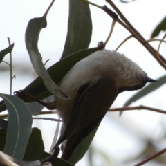 Melithreptus brevirostris at Paddys River, ACT - 7 Sep 2022