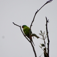 Lathamus discolor (Swift Parrot) at Hughes, ACT - 7 Sep 2022 by LisaH