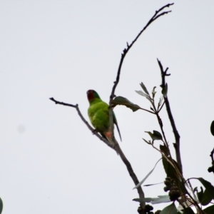 Lathamus discolor at Hughes, ACT - 7 Sep 2022