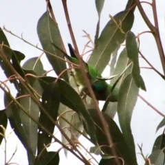 Lathamus discolor at Hughes, ACT - suppressed