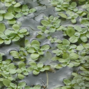 Callitriche stagnalis at Paddys River, ACT - 7 Sep 2022 02:57 PM