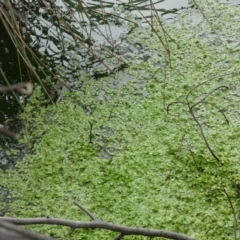 Callitriche stagnalis at Paddys River, ACT - 7 Sep 2022