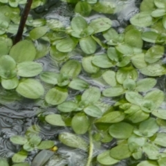 Callitriche stagnalis at Paddys River, ACT - 7 Sep 2022