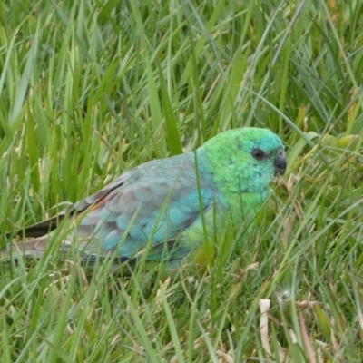 Psephotus haematonotus (Red-rumped Parrot) at Googong, NSW - 7 Sep 2022 by Steve_Bok