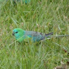 Psephotus haematonotus at Googong, NSW - 7 Sep 2022