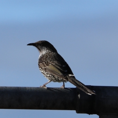 Anthochaera chrysoptera (Little Wattlebird) at West Ulverstone, TAS - 7 Sep 2022 by Rixon