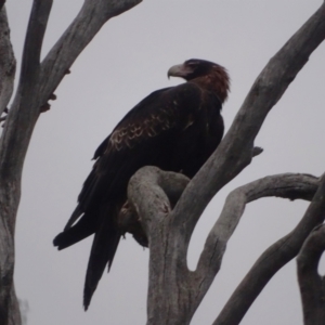 Aquila audax at Jerrabomberra, ACT - 7 Sep 2022 05:14 PM