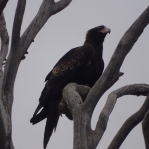 Aquila audax at Jerrabomberra, ACT - 7 Sep 2022 05:14 PM