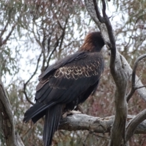 Aquila audax at Jerrabomberra, ACT - 7 Sep 2022 05:14 PM