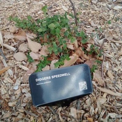 Veronica perfoliata (Digger's Speedwell) at Dawson Street Gardens - 6 Sep 2022 by MichaelMulvaney