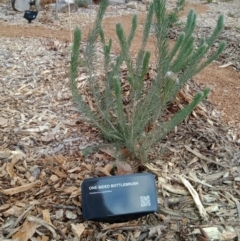 Calothamnus quadrifidus (One-sided Bottlebrush) at Curtin, ACT - 6 Sep 2022 by MichaelMulvaney