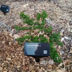 Myoporum parvifolium (Creeping Myoporum) at Dawson Street Gardens - 6 Sep 2022 by MichaelMulvaney