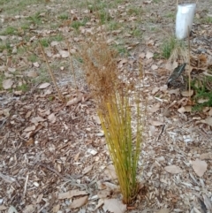Juncus (genus) (A Rush) at Curtin, ACT - 6 Sep 2022 by MichaelMulvaney