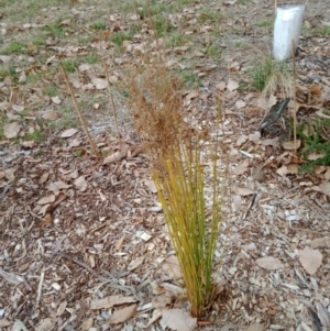 Juncus sp. at Curtin, ACT - 6 Sep 2022