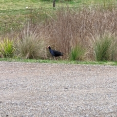 Porphyrio melanotus (Australasian Swamphen) at Mawson, ACT - 8 Sep 2022 by dougsky