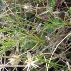 Vittadinia muelleri (Narrow-leafed New Holland Daisy) at Molonglo Valley, ACT - 31 Aug 2022 by sangio7