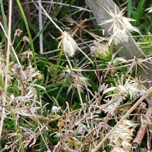 Vittadinia muelleri at Molonglo Valley, ACT - 31 Aug 2022