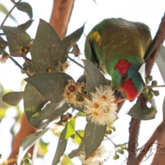 Glossopsitta concinna (Musk Lorikeet) at Holt, ACT - 7 Aug 2022 by Cristy1676