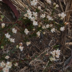 Brachyloma daphnoides at Queanbeyan West, NSW - 8 Sep 2022