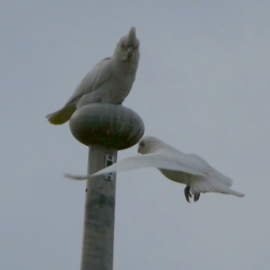 Cacatua sanguinea at Queanbeyan West, NSW - 8 Sep 2022 07:57 AM