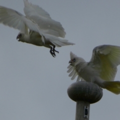 Cacatua sanguinea at Queanbeyan West, NSW - 8 Sep 2022 07:57 AM