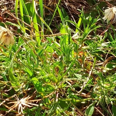 Vittadinia muelleri (Narrow-leafed New Holland Daisy) at Molonglo Valley, ACT - 31 Aug 2022 by sangio7