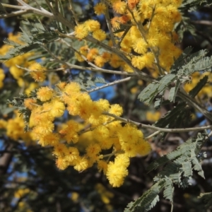 Acacia dealbata at Harrison, ACT - 27 Aug 2022