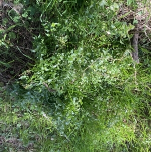 Asparagus asparagoides at Watson, ACT - 7 Sep 2022